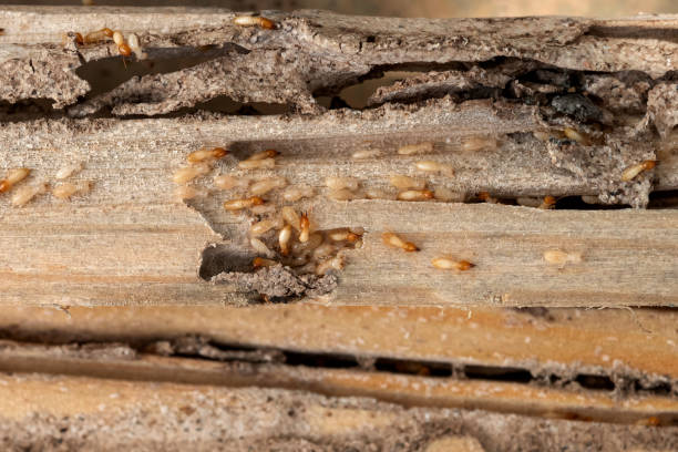 Best Local Pest Control Services  in Godfrey, IL